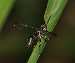 Salpingogaster