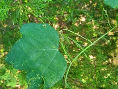 Passiflora lutea