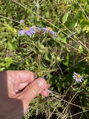 Eurybia spectabilis
