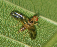 Sobarocephala