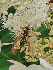 Polistes dominula