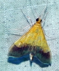 Pyrausta bicoloralis