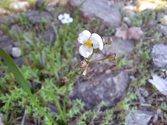 Sagittaria graminea