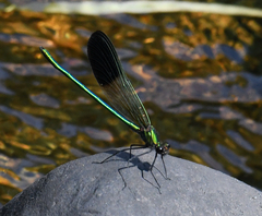 Calopteryx aequabilis