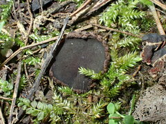 Plicariella flavovirens
