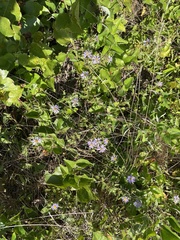 Eurybia spectabilis