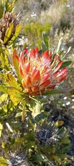 Protea susannae