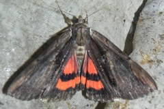 Catocala ultronia