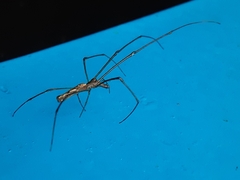 Tetragnatha elongata