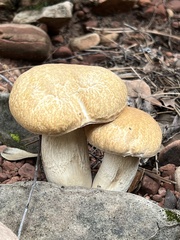 Boletus barrowsii
