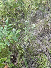 Pseudognaphalium obtusifolium