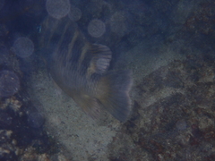 Abudefduf concolor
