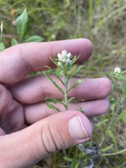 Pseudognaphalium obtusifolium