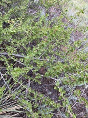 Ribes leptanthum