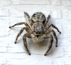 Platycryptus undatus