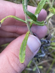 Pseudognaphalium obtusifolium