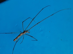 Tetragnatha elongata