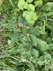 Arctium minus