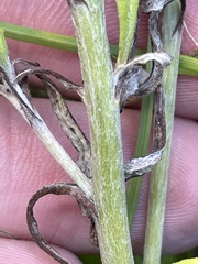 Pseudognaphalium obtusifolium