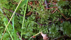 Mniaceae