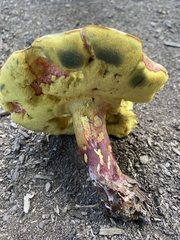 Lanmaoa pallidorosea