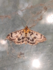 Anania hortulata