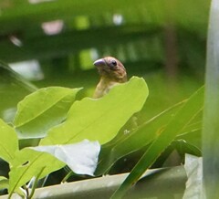 Cyanocompsa parellina