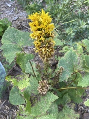Ligularia stenocephala