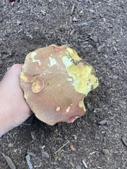 Lanmaoa pallidorosea