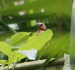 Cyanocompsa parellina