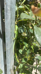 Anolis carolinensis
