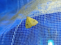 Rivula sericealis