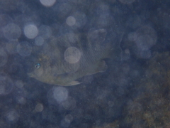Abudefduf concolor