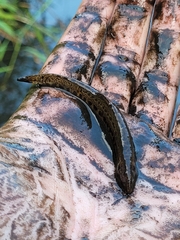 Cobitis taenia