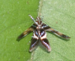 Prochoreutis