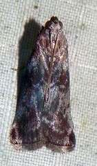 Sciota subcaesiella