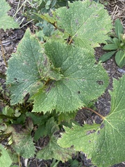 Ligularia stenocephala