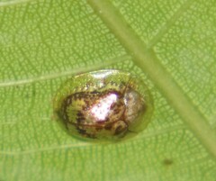 Coptocycla sordida