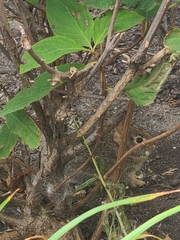 Sylvilagus floridanus