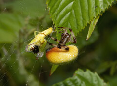 Araneus trifolium