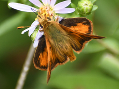 Ochlodes agricola