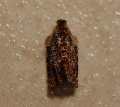 Acroceuthes metaxanthana