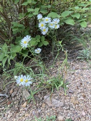 Erigeron coulteri