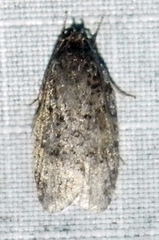 Bibarrambla