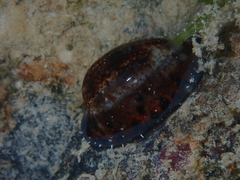 Pseudozonaria nigropunctata