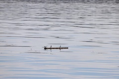 Sterna hirundo