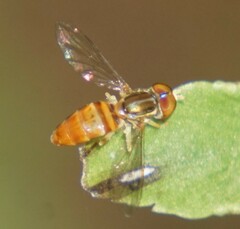 Toxomerus pulchellus