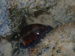 Pseudozonaria nigropunctata