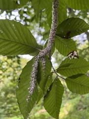 Grylloprociphilus imbricator