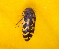 Acmaeodera mixta